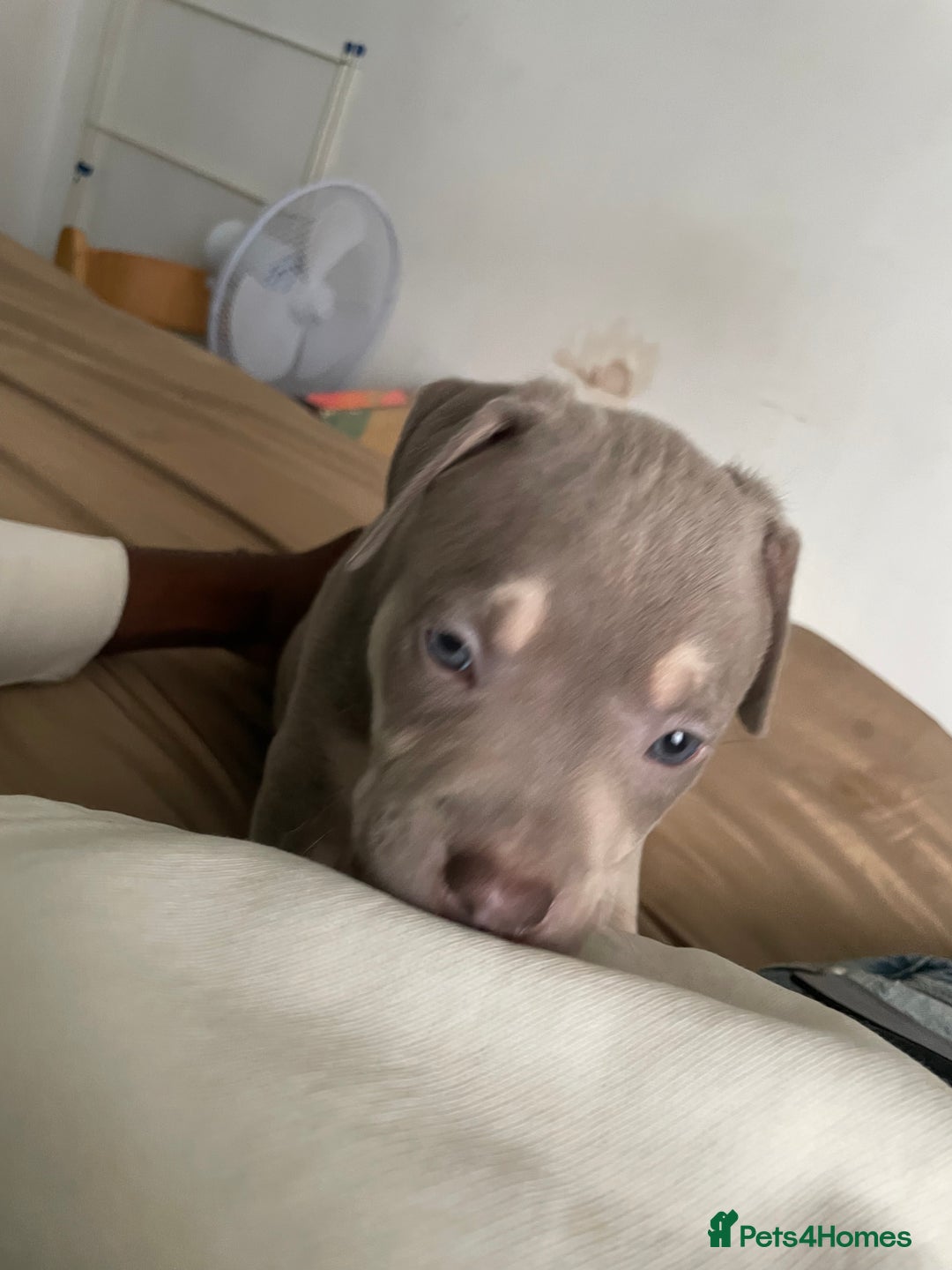 American Bully dogs for sale: Beautiful American bully puppies for sale - Image 10