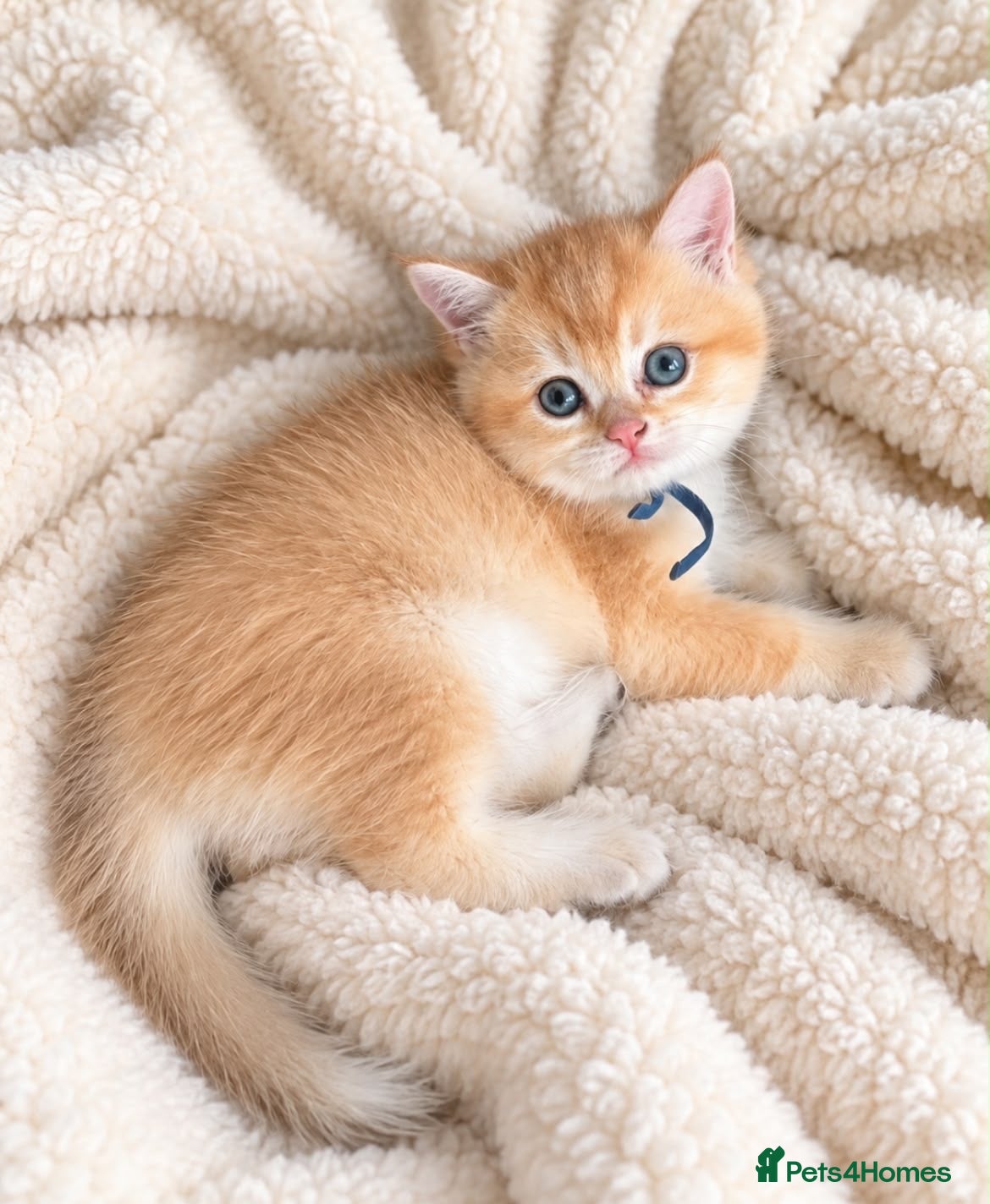 British Shorthair cats 3 stunning golden kitty’s  - Advert 13