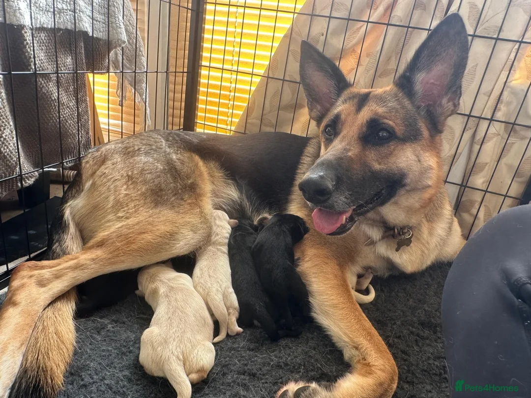 Golden Shepherd dogs for sale: Golden shepherd puppies 🐾 - Advert 2