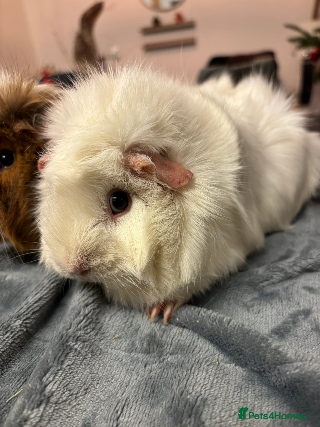Guinea Pig rodents for sale: Two beautiful girls for sale  - Advert 6