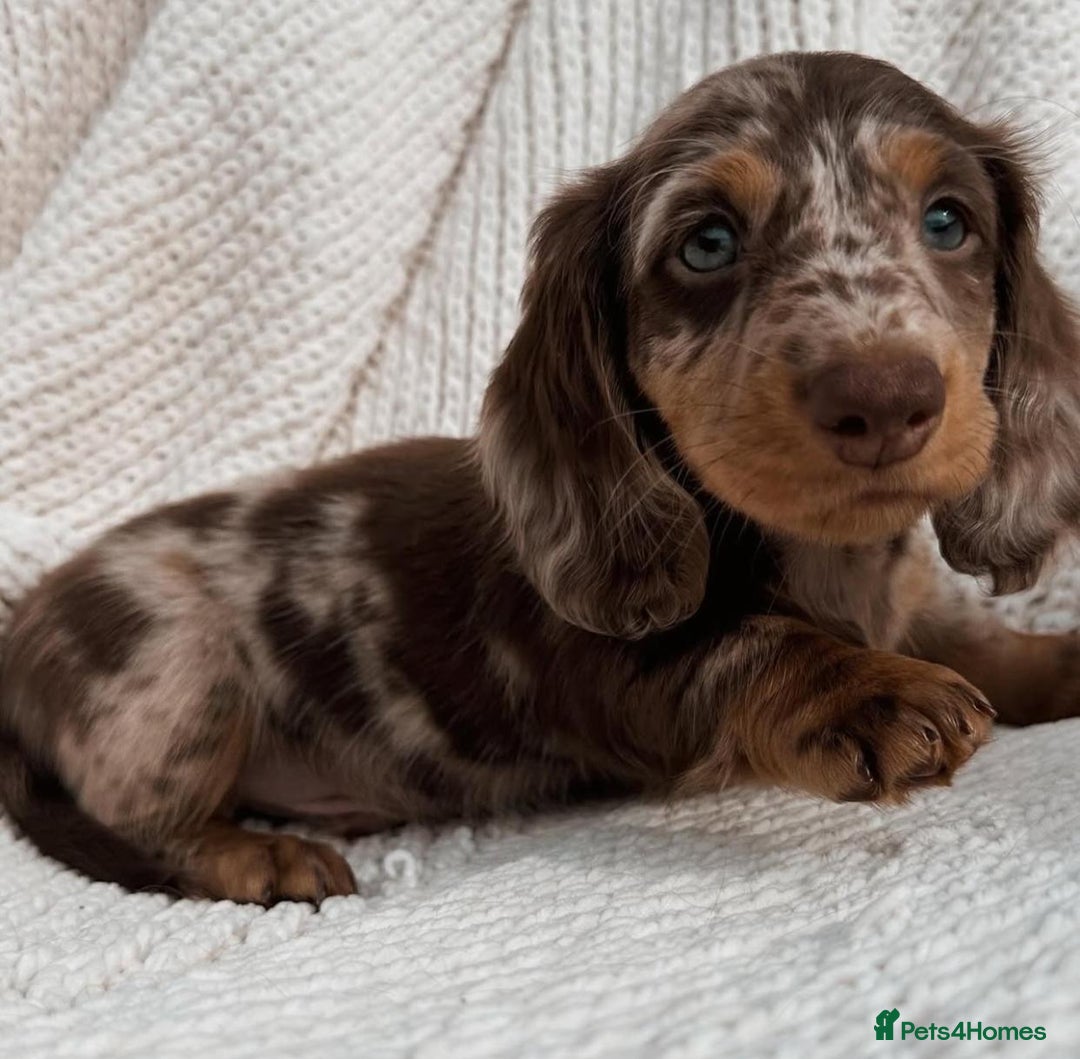 Miniature Dachshund dogs for sale: Miniature Dachshund puppies! - Image 2