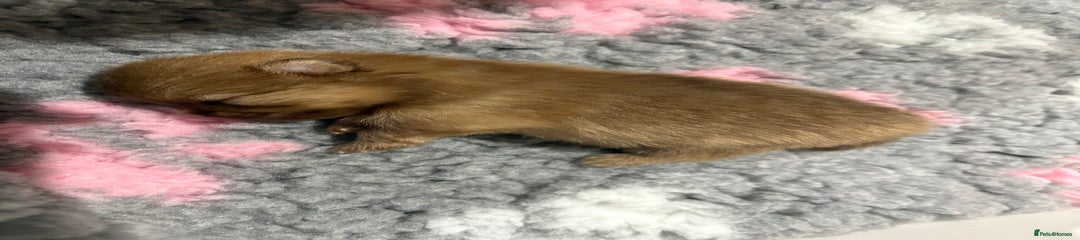 Pomeranian Puppy 2