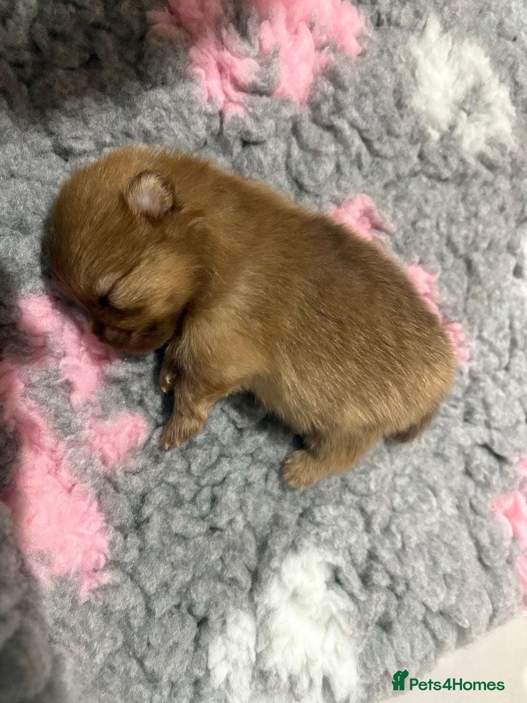 Pomeranian dogs for sale: Lavender/lilac/chocolate/tan pomeranians - Image 3