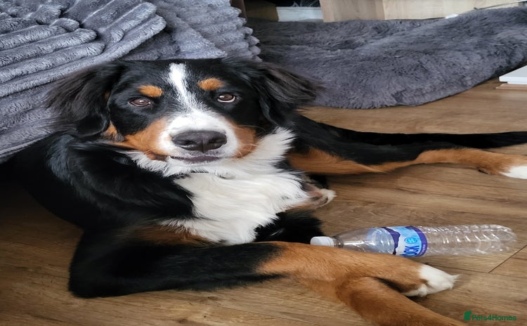 Bernese Mountain Dog dogs - Advert 1