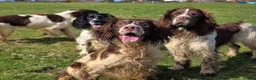 English Springer Spaniel dogs for sale: ⭐️ KC Home Reared Tested Springer Pups ⭐️ - Advert 7