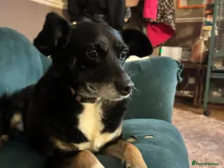 Mixed Breed dogs Suzy - Norwich Norfolk - Advert 2