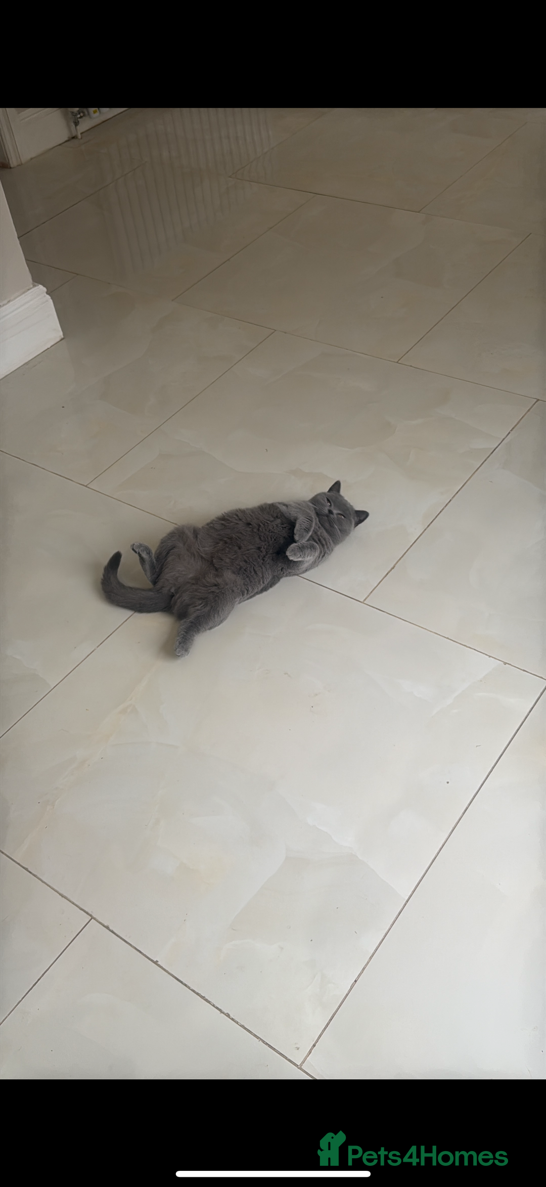 British Shorthair cats for sale: Rehoming my 2 year old cat.  - Advert 2