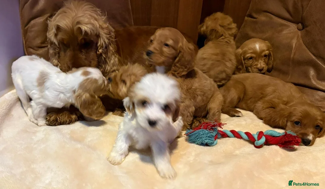 Cockalier dogs for sale: Adorable cockaliers  - Advert 27