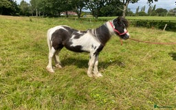 Other Breed horses for sale: Choppa - Image 3