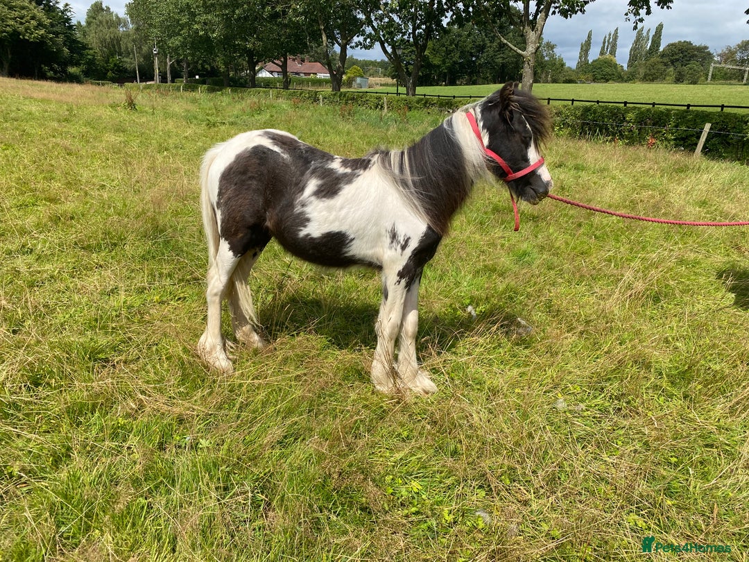 Other Breed horses for sale: Choppa - Image 3