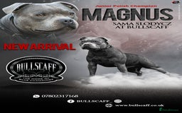 Staffordshire Bull Terrier dogs for stud: A NEW SUPERIOR SOLID BLUE MALE  - Image 1