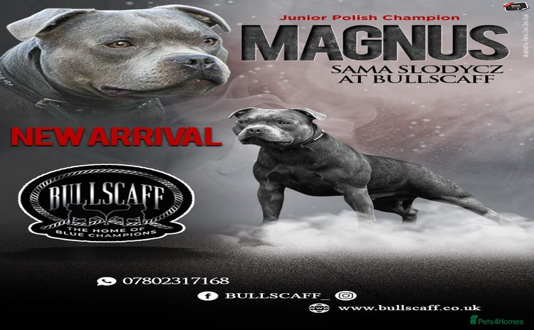 Staffordshire Bull Terrier dogs - Advert 3