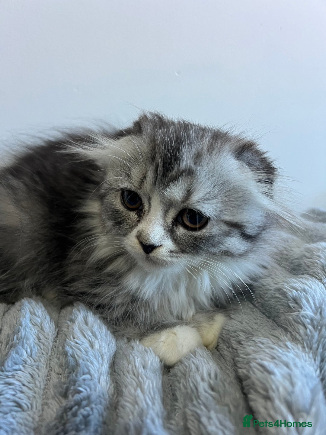 Scottish Fold cats for sale: Long hair Scottish fold kittens - Advert 2