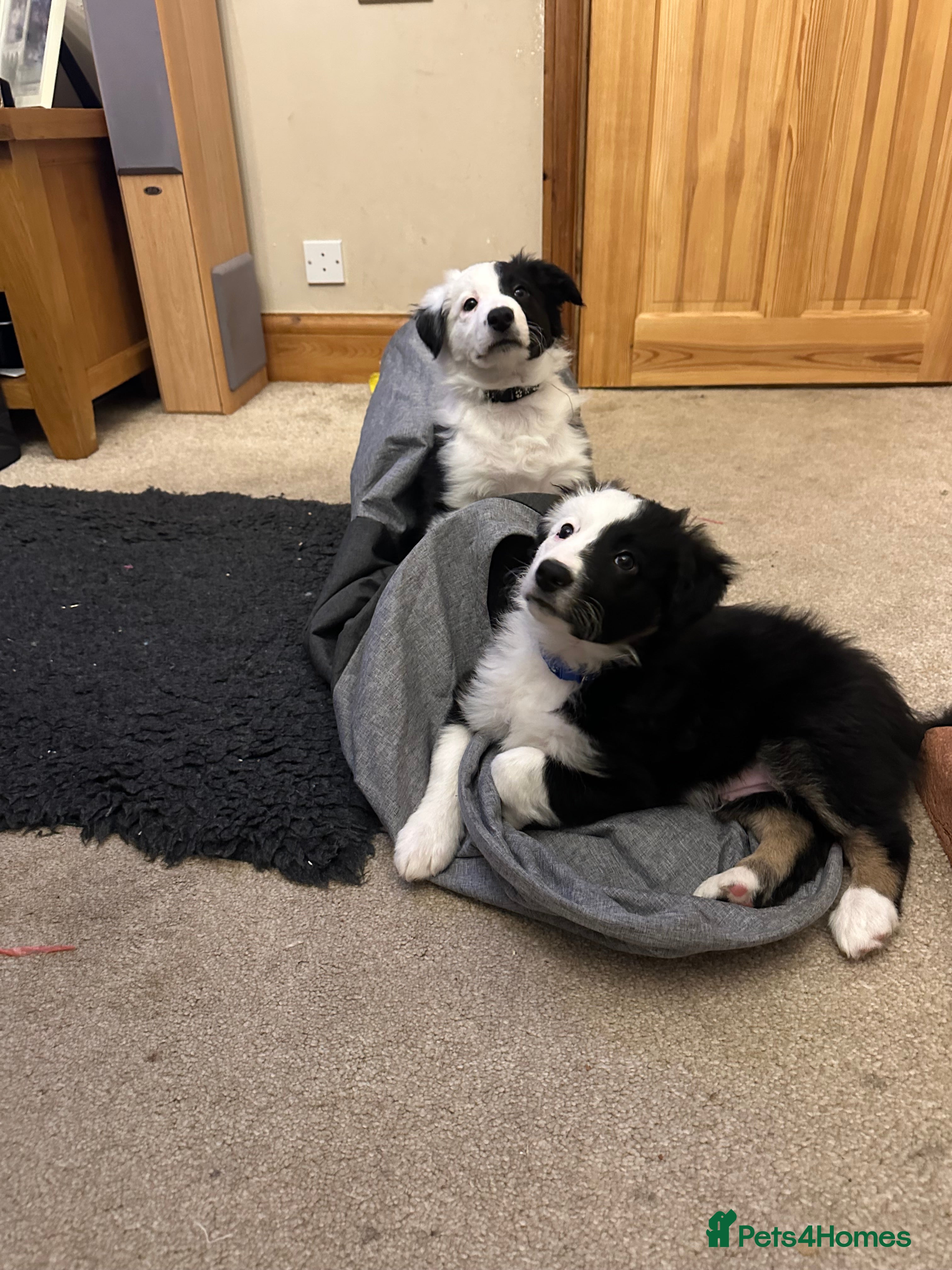 Border Collie dogs Only 2 boys left of gorgeous border collie litter - Advert 1