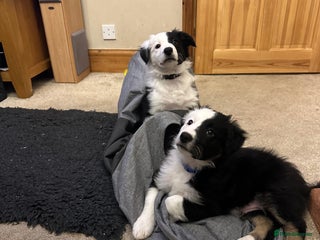 Border Collie dogs Only 2 boys left of gorgeous border collie litter - Advert 8