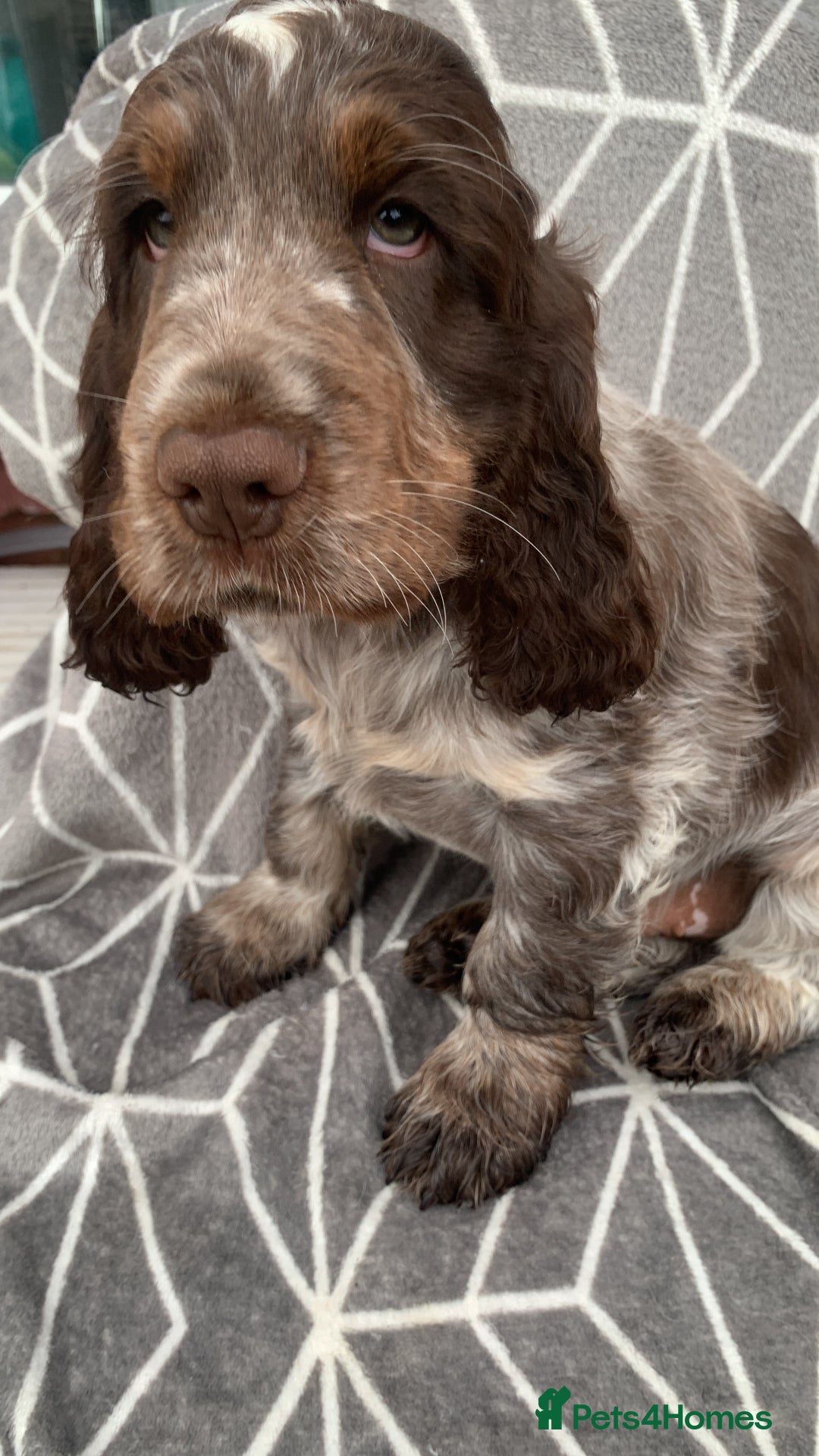 Cocker Spaniel dogs for stud: Extensively Health Tested Stud  in Wisbech - Advert 9