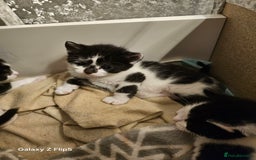 Mixed Breed cats for sale: Fluffy black and white. - Image 4