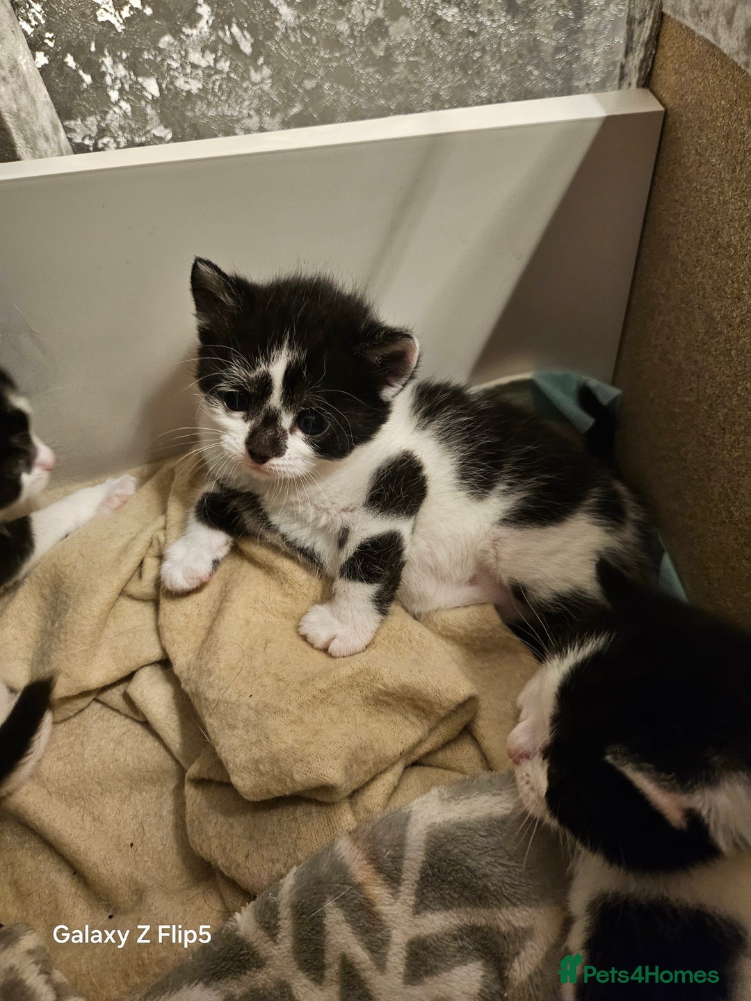 Mixed Breed cats for sale: Fluffy black and white. - Image 4