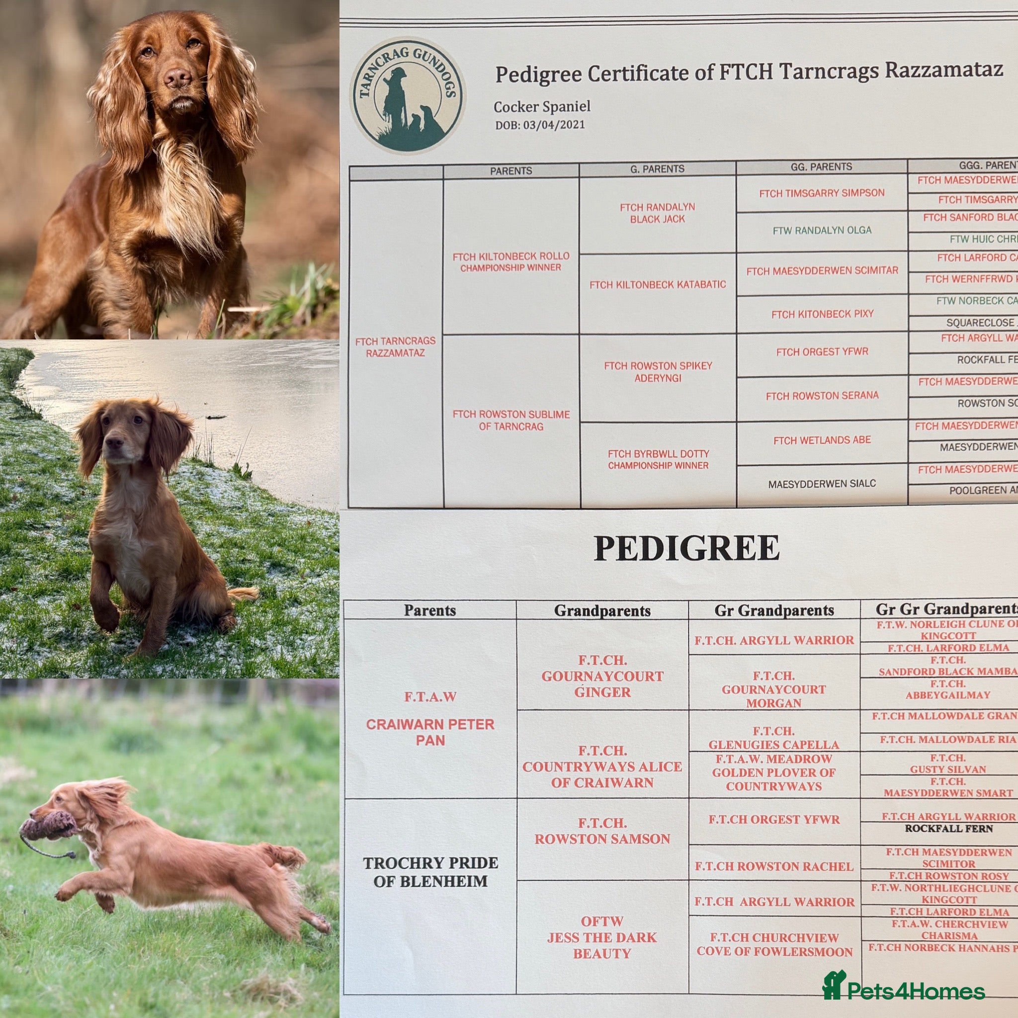 Cocker Spaniel dogs for sale: Working Cocker Pups- Exceptional pedigree  in Sandbach - Advert 5
