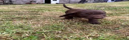 Mixed Breed dogs for sale: Teckel cross Springador puppies - Advert 7