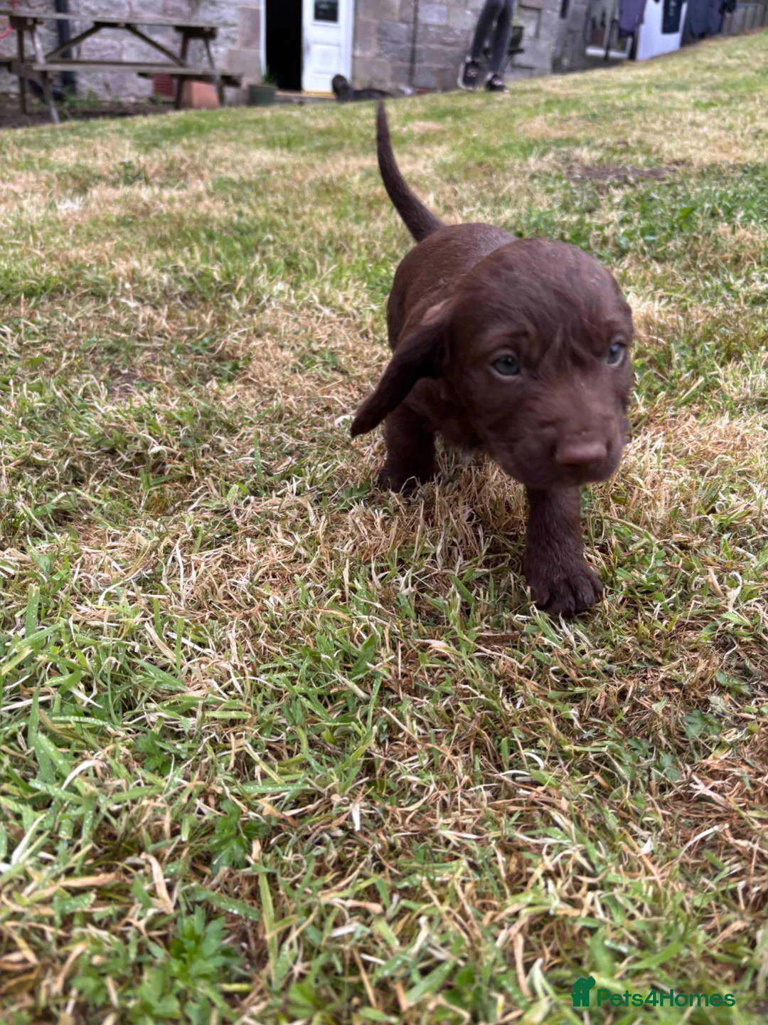 Mixed Breed dogs for sale: Teckel cross Springador puppies - Advert 7