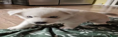 Siberian Husky 1