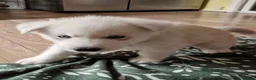 Siberian Husky dogs for sale: Siberian husky pup's  in Sheffield - Advert 6