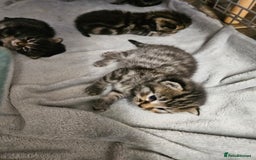 Mixed Breed cats for sale: Four beautiful kittens Ready to go - Image 12