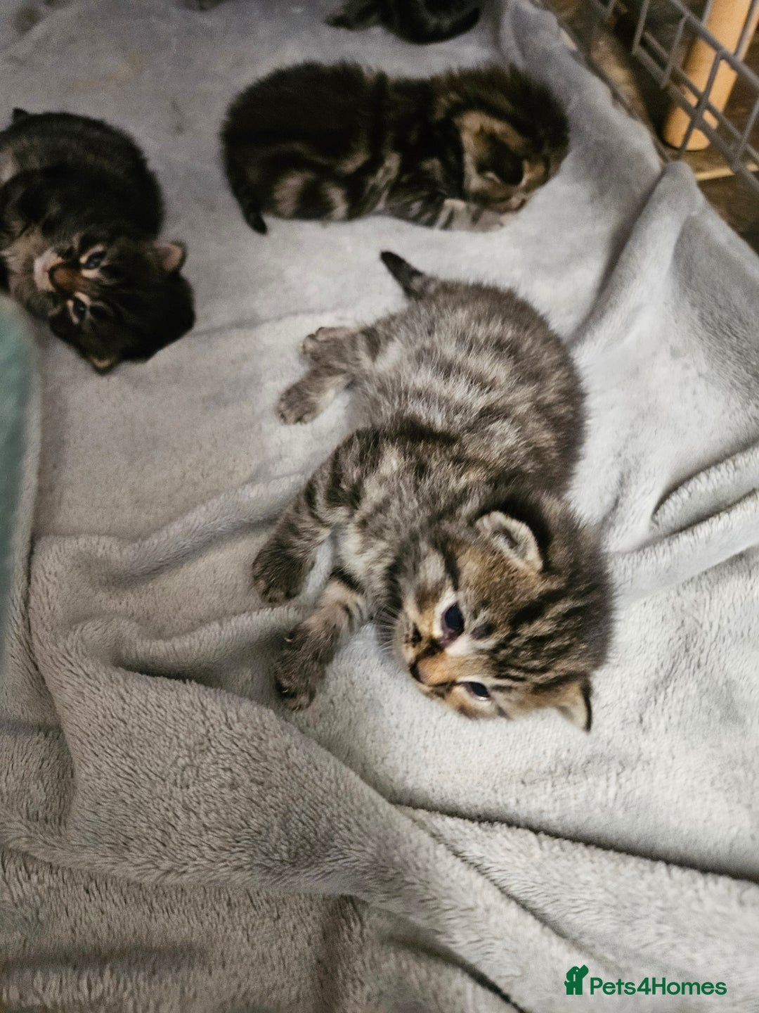 Mixed Breed cats for sale: Four beautiful kittens Ready to go - Image 12