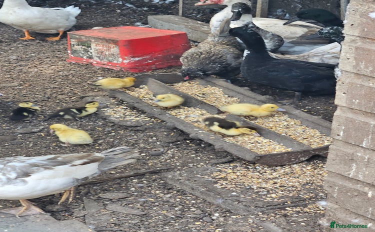 Ducks poultry - Advert 3