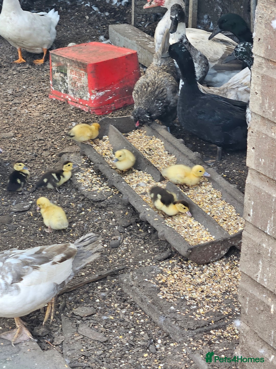 Ducks poultry for sale: Lucky dip ducks mix ofcayugas runners muscovies - Image 1