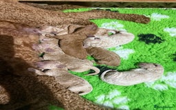 Standard Poodle dogs for sale: Standard Poodle Puppies  - Image 11