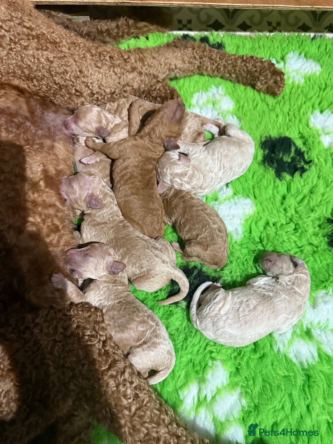 Standard Poodle dogs for sale: Standard Poodle Puppies  - Image 11