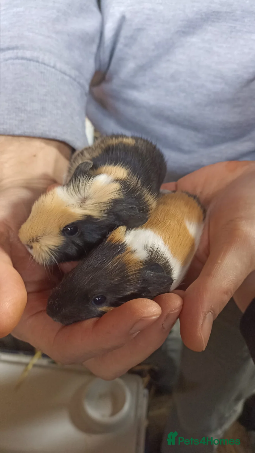 Guinea Pig rodents for sale: lovely guinea pig  in March - Advert 1