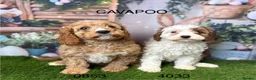 Cavapoo dogs for sale: Gorgeous Cavapoo puppies from a licensed breeder  - Advert 4