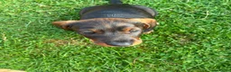 Dachshund dogs for sale: Teckels  - Advert 3