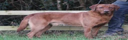 Labrador Retriever dogs for stud: Extensively Health Tested Fox Red Labrador Stud in Totnes - Advert 5