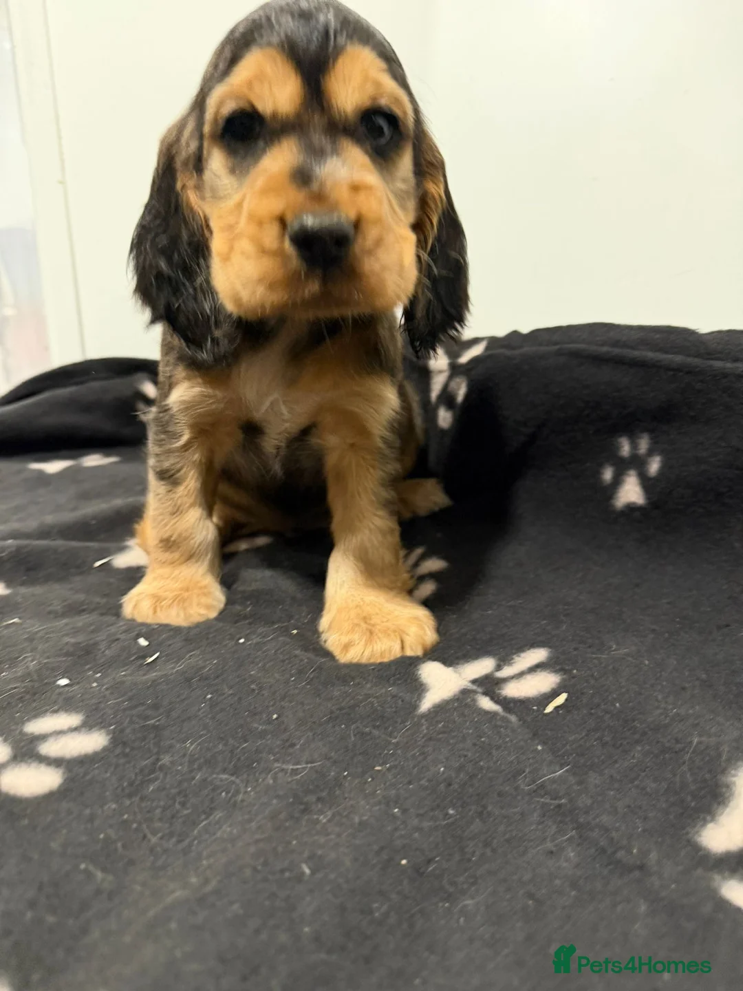 Cocker Spaniel dogs for sale: Show Type Cocker Spaniel Puppies 🐶 - Advert 8
