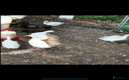 Ducks poultry for sale: Quartet of ducks mixed breed - Image 2
