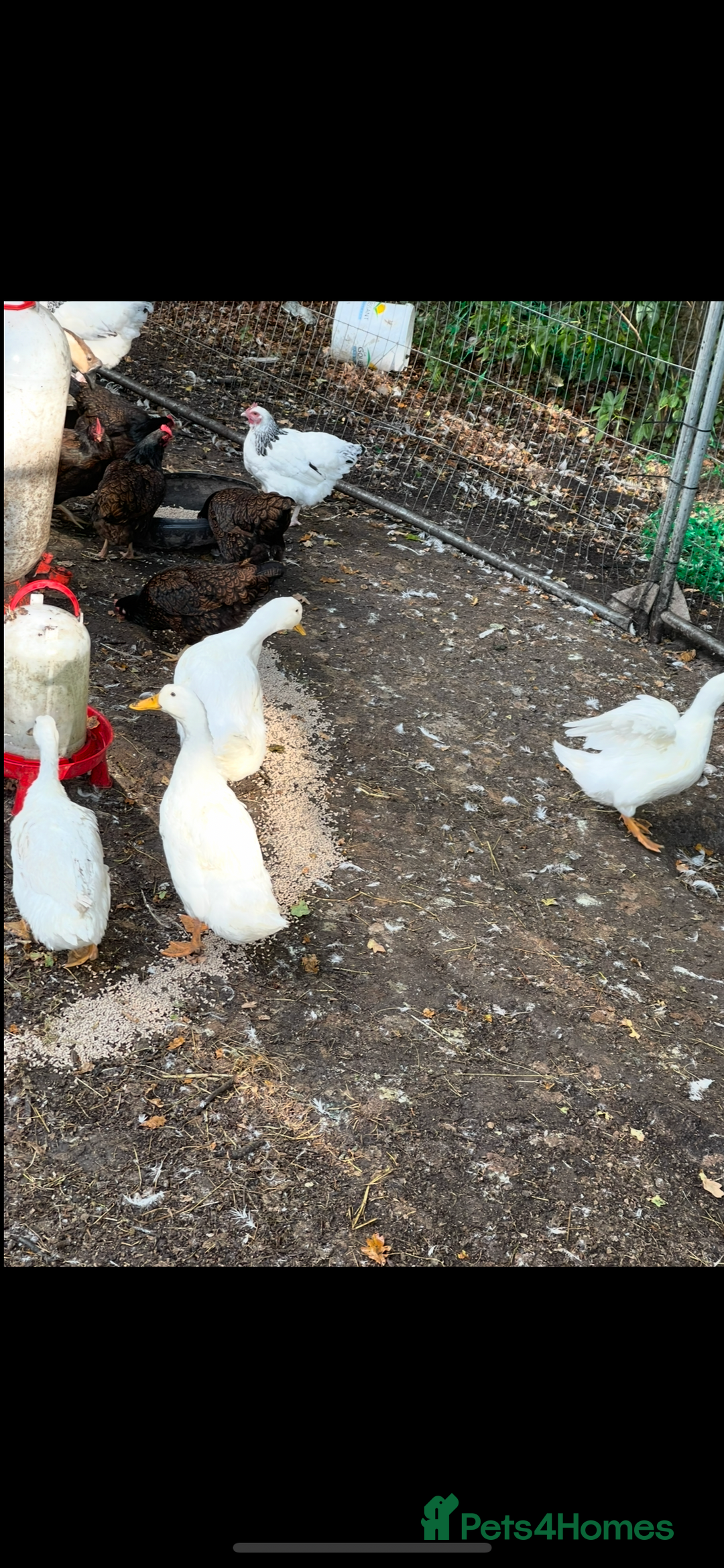 Ducks poultry for sale: Quartet of ducks mixed breed - Image 2