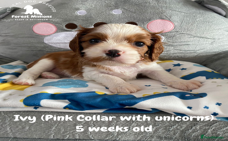 Cavalier King Charles Spaniel dogs - Advert 5