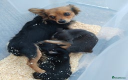 Chihuahua dogs for sale: 3 beautiful chihuahua puppies - Image 19