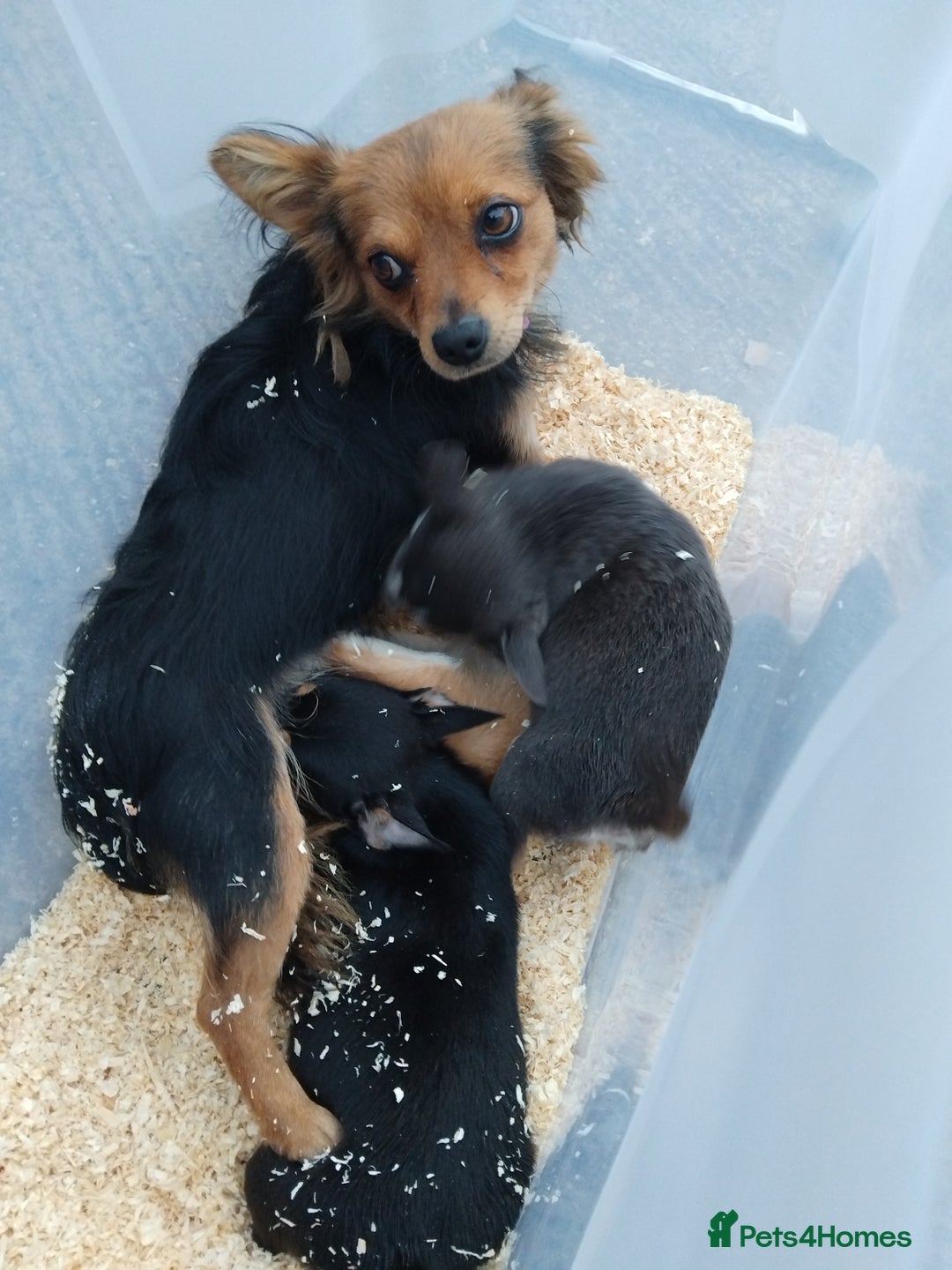 Chihuahua dogs for sale: 3 beautiful chihuahua puppies - Image 19