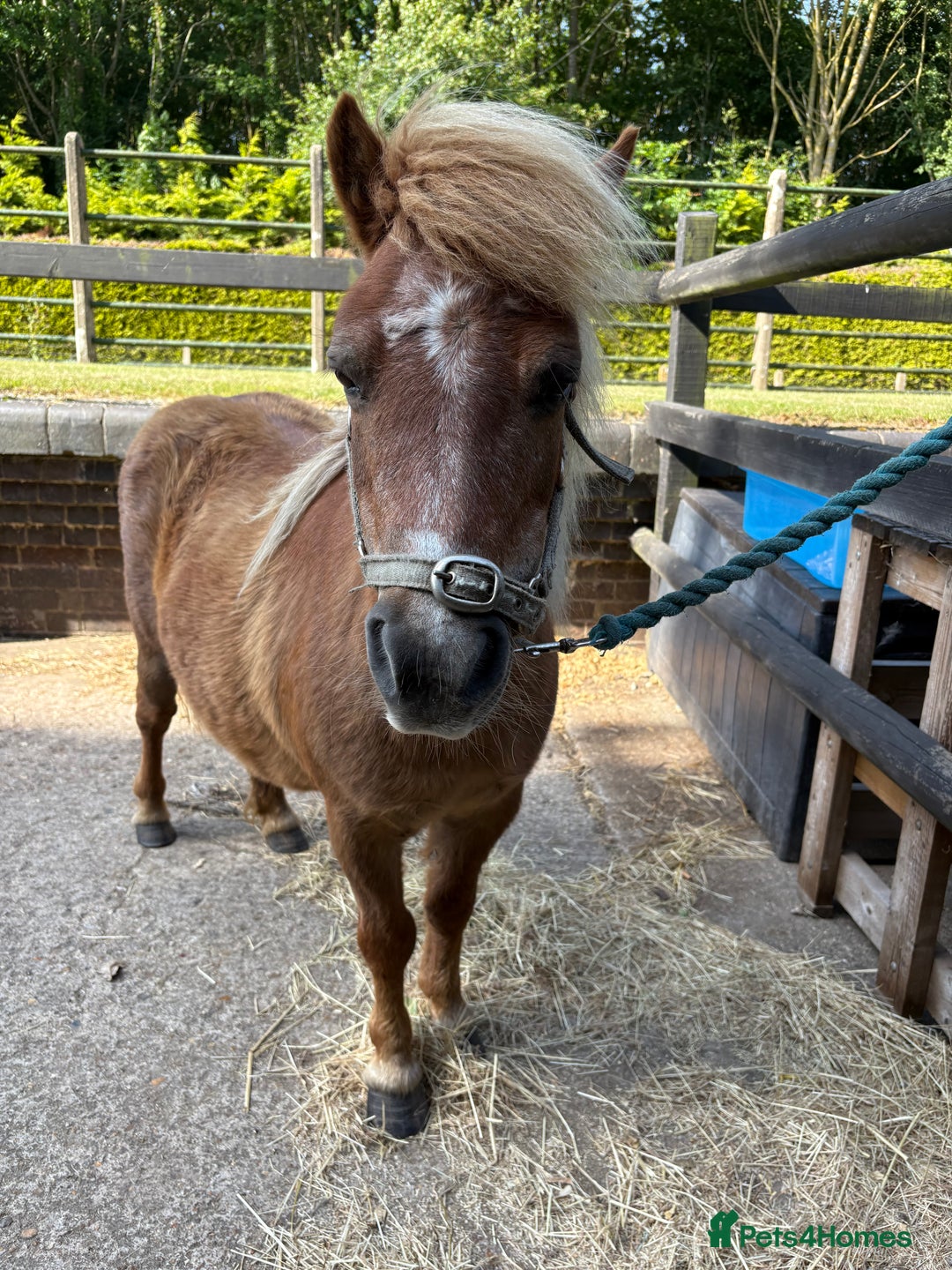 Shetland pony horses for sale: Milday penny lane  in Dereham - Image 1