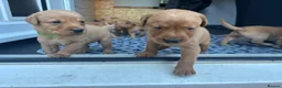 Labrador Retriever dogs for sale: KC REGISTERED FOX RED LABRADOR PUPPIES  - Advert 10