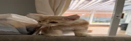 Maine Coon cats for sale: XL TICA Maine coon kittens - Advert 32