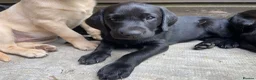 Labrador Retriever dogs for sale: FTCh Gunnerspeg Gambler × Greenbriar Tanzanite - Advert 13