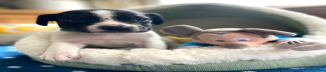 Springador Puppy 10
