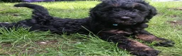 Bernedoodle dogs for sale: F2b midi Bernedoodle  - Advert 1