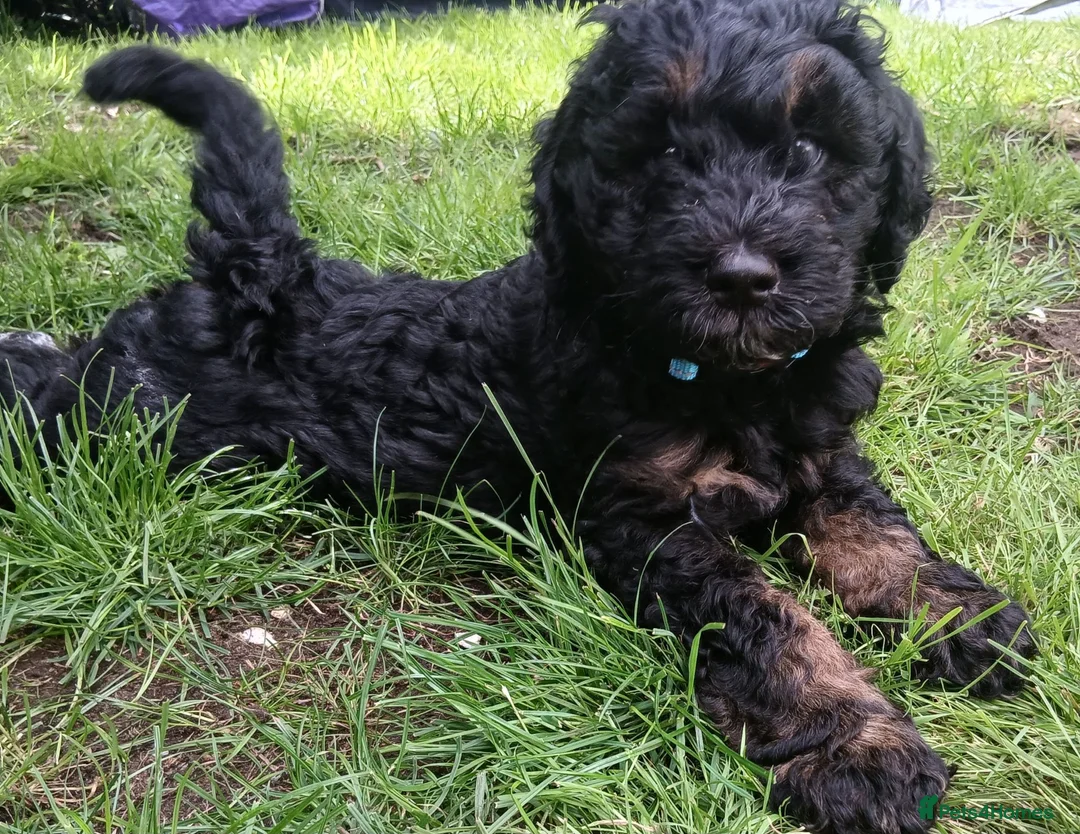 Bernedoodle dogs for sale: F2b midi Bernedoodle  - Advert 1